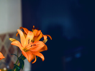 Orange color lily flower bouquet on light and dark blue background. Copy space for message....