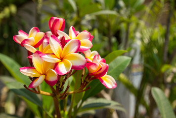 Fresh frangipani flower