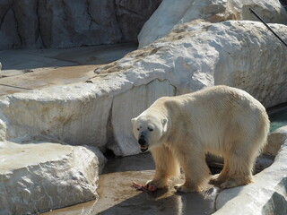 動物園の白熊