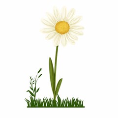 Color print of white daisies in the green meadow