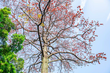 Kapok shaped from a century-old tree in Guangzhou
