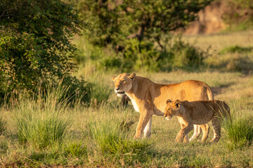 Lioness with cub ( Panthera Leo Leo) walking in the golden light of the morning sun, Olare Motorogi Conservancy, Kenya.