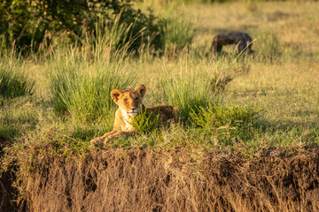 Lion cub ( Panthera Leo Leo) enjoying the golden light of the morning sun, Olare Motorogi Conservancy, Kenya.