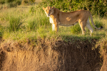 Lioness ( Panthera Leo Leo) walking in the golden light of the morning sun, Olare Motorogi Conservancy, Kenya.
