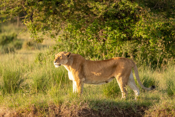 Lioness ( Panthera Leo Leo) enjoying the golden light of the morning sun, Olare Motorogi Conservancy, Kenya.
