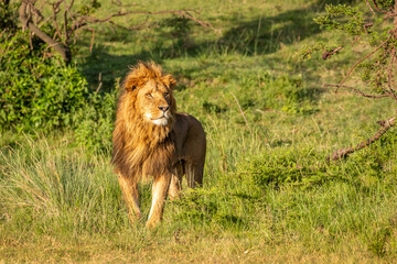Male lion ( Panthera Leo Leo) walking in the golden light of the morning sun, Olare Motorogi Conservancy, Kenya.