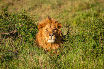 Male lion ( Panthera Leo Leo) relaxing in the golden light of the morning sun, Olare Motorogi Conservancy, Kenya.