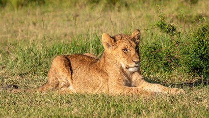 Lion cub ( Panthera Leo Leo) enjoying the golden light of the morning sun, Olare Motorogi Conservancy, Kenya.