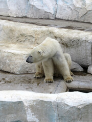 動物園の白熊