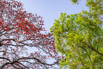 Spring blooming kapok and camphor tree green leaves