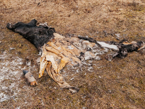 Deer fur and skull on the ground left by poachers. Illegal activity and unlicensed kill of animal during off hunting season for meat. Tragic scene. Criminal act against law and nature