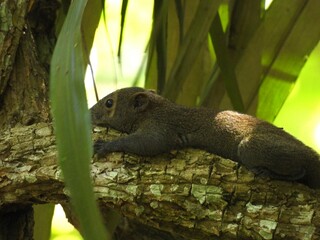 Squirrel resting on tree branch.

Location: Fraser Hill, Pahang, Malaysia (Asia)