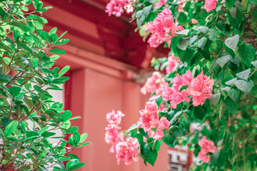 Fototapeta na wymiar Chinese garden red wall and blooming bougainvillea flowers