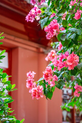 Fototapeta na wymiar Chinese garden red wall and blooming bougainvillea flowers