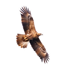 Obraz premium Eagle flying isolated on transparent background