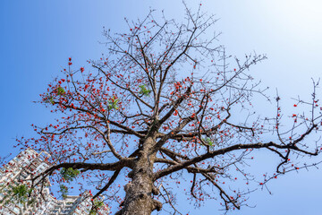 Kapok trees in full bloom at the Guangzhou Agricultural Institute