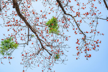 Kapok in spring blue sky