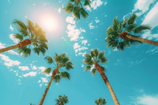 Several palm trees stand tall silhouetted against a bright sun in the background, creating a tropical scene