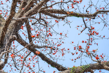 Kapok shaped from a century-old tree in Guangzhou