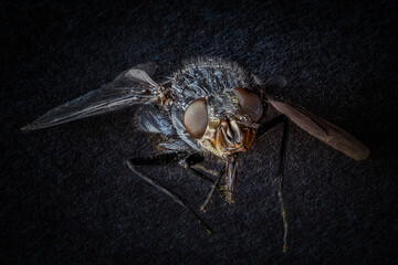 Macro photography of a fly on a dark background. Focus staking image