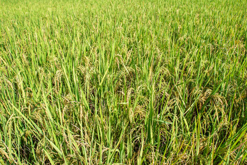 Rice in the field