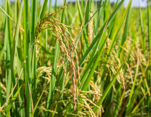 Close up rice in the field