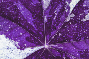 abstract macro texture of a white violet leaf of a nasturtium flower close-up