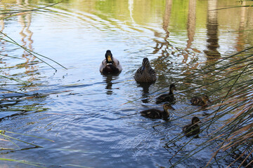 duck and ducklings, ducks on the water