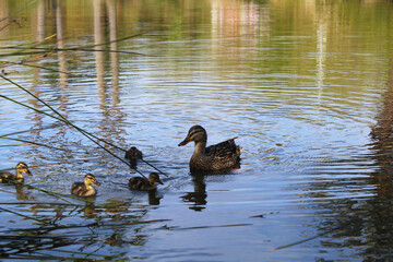 duck and ducklings, ducks on the water