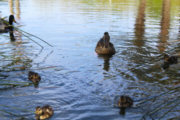 ducks on the lake, ducks on the water