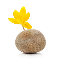 One yellow crocus and a round stone. - 765508744