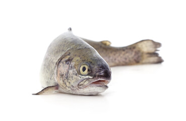 Fresh trout fish. - 765508745