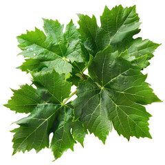 Grapes leaves isolated on transparent background