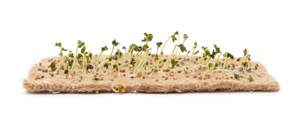 Young sprouts on a linen mat.