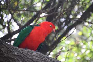 Australian King-Parrot