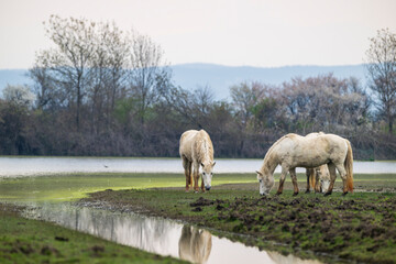 Three wild Camargue horses at nature reserve of the Isonzo river mouth, Isola della Cona, Friuli Venezia Giulia, Italy.
