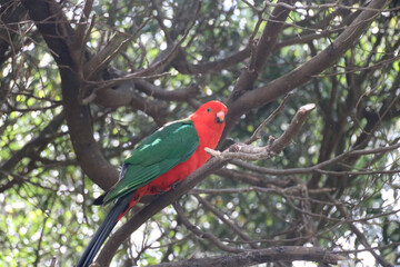 Australian King-Parrot