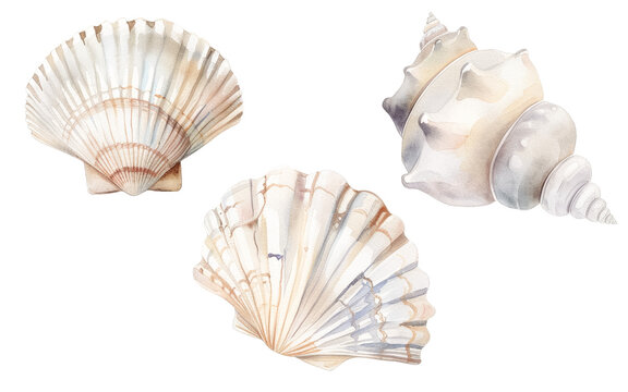 Watercolor painting of assorted seashells