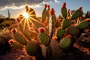 Rolgordijnen cactus desert on background © Tidarat