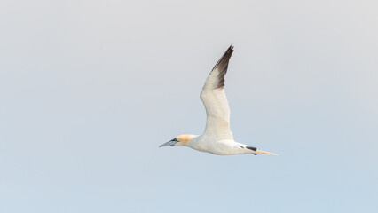 Flying Northern Gannet with big wings in Atlantic ocean at blue sky background with copy space....
