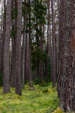 This image captures the essence of a Scottish forest, emphasizing the straight, tall pine trees that tower overhead. The forest floor is a blanket of vibrant green moss