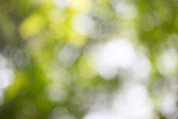 Green bokeh background