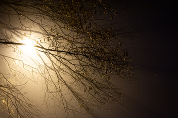 Geheimnisvolle Nacht: Baum und Straßenlaterne im Nebellicht