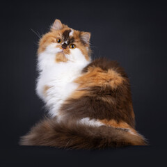 Brown tortie with white British Longhair cat, sitting side ways. Looking straight to camera with big orange eyes. Isolated on a black background.