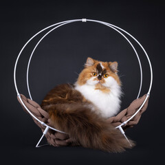 Brown tortie with white British Longhair cat, laying backwards in round metal basket. Looking over shoulder straight to camera with big orange eyes. Isolated on a black background.