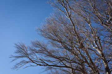 Kahle Äste vor strahlend blauem Himmel