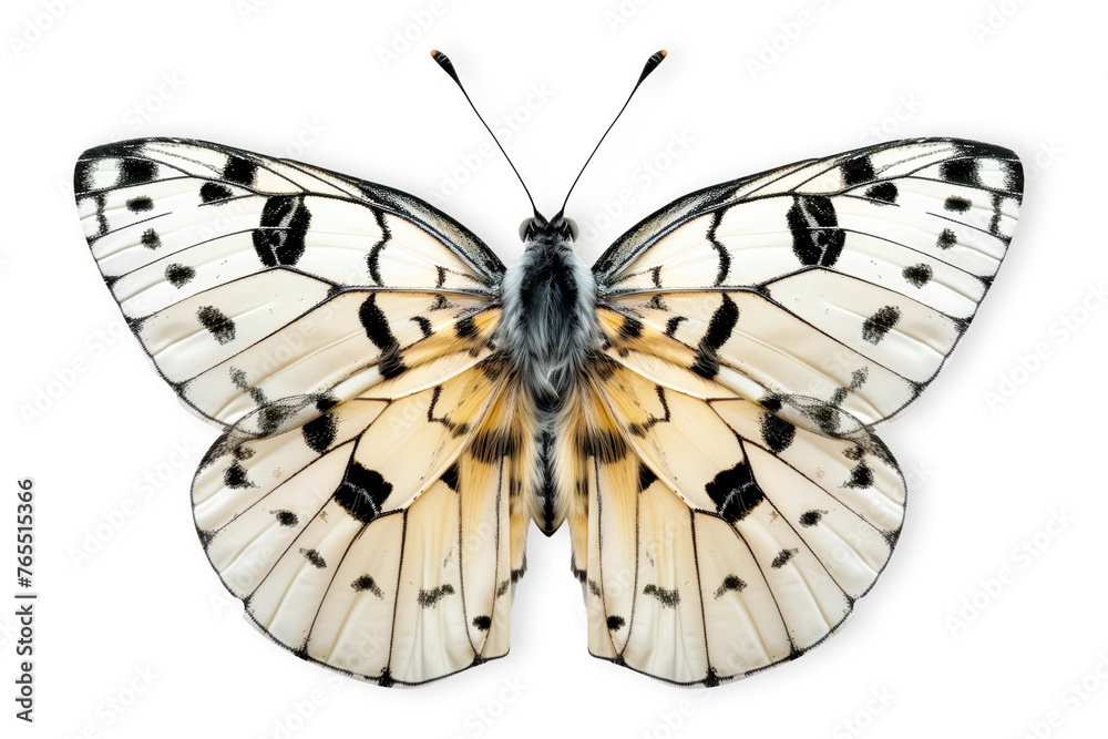 Wall mural Beautiful Precis Octavia butterfly isolated on a white background with clipping path