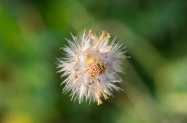 Close up dry grass flower