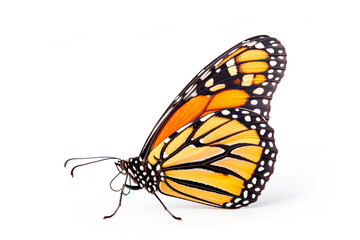 Beautiful Monarch butterfly isolated on a white background. Side view