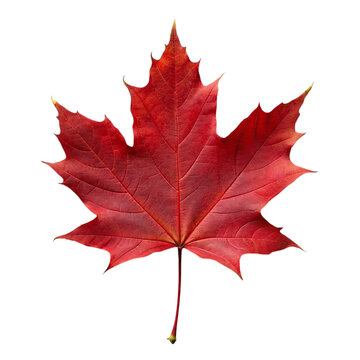 Red maple leaf. isolated on transparent background.